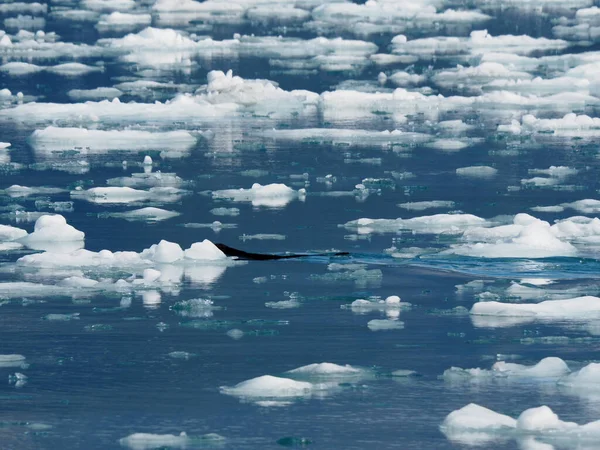 Een Close Shot Van Ijs Het Water — Stockfoto