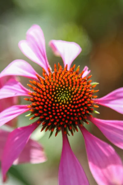 Çiçek Açan Mor Bir Koni Çiçeğinin Dikey Yakın Çekimi — Stok fotoğraf