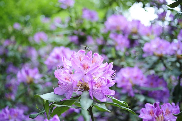 Eine Nahaufnahme Schöner Lila Rhododendron Blumen Einem Garten — Stockfoto