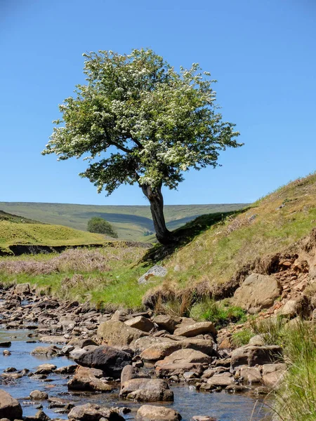 Rocky Creek Surrounded Greens Trees Blue Sky — Stock Photo, Image