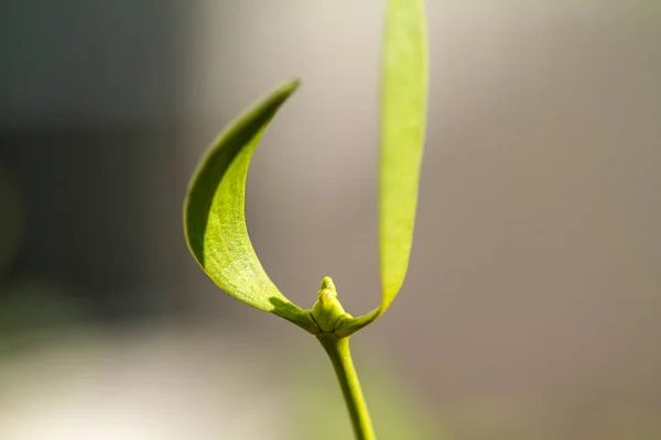 Крупним Планом Знімок Зеленого Тонкого Тумблерного Листя Гілці — стокове фото