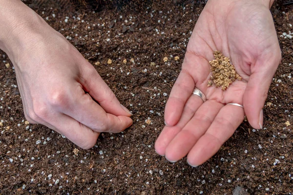 Ujęcie Bliska Dłoni Sadzących Nasiona Żyznej Glebie — Zdjęcie stockowe