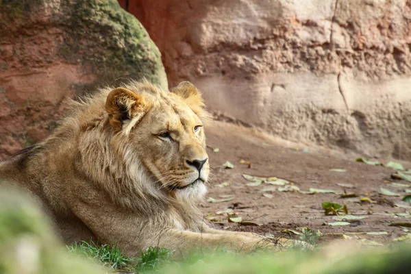 在岩石下休息的狮子的美丽镜头 — 图库照片
