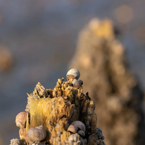 Een Selectieve Focusopname Van Een Gezaagd Gedroogd Hout Met Rotsen — Stockfoto