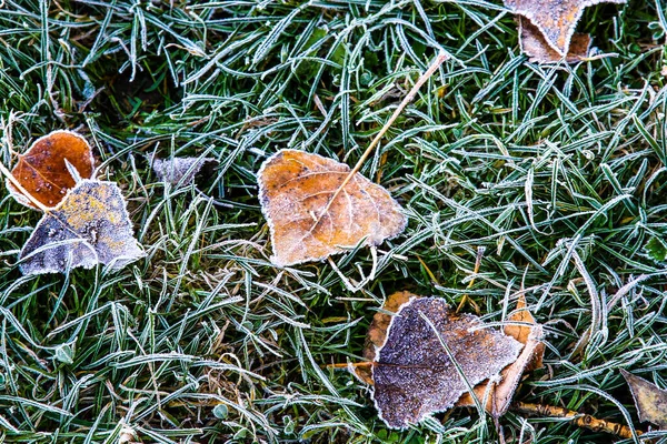 Detailní Záběr Suchého Listí Mrazivé Rosné Trávě — Stock fotografie