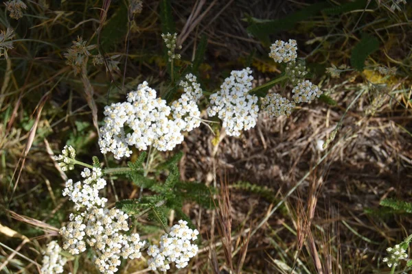 Eine Nahaufnahme Von Weißen Schafgarbenblüten — Stockfoto