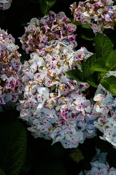 美しい紫陽花の垂直ショット — ストック写真