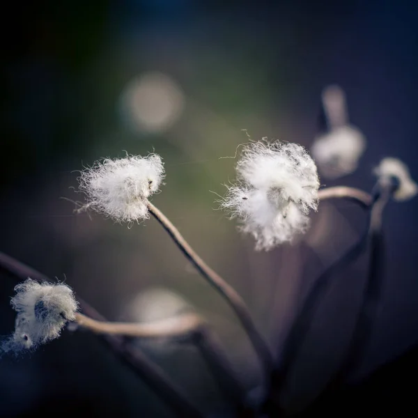 Close Flores Brancas Bonitos Sob Luz Sol — Fotografia de Stock