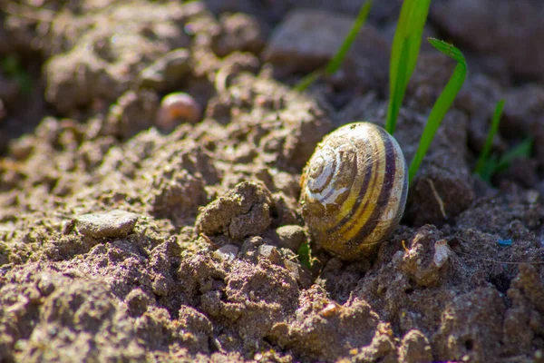 Eine Nahaufnahme Einer Schnecke Einem Garten Bei Tag — Stockfoto