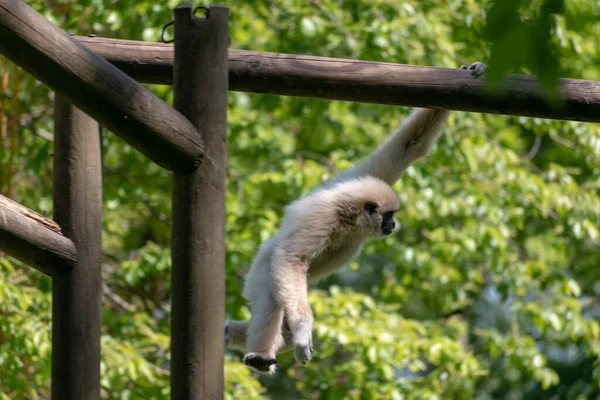 Söt Gibbon Att Hänga Trä Ett Zoo Dagsljus — Stockfoto