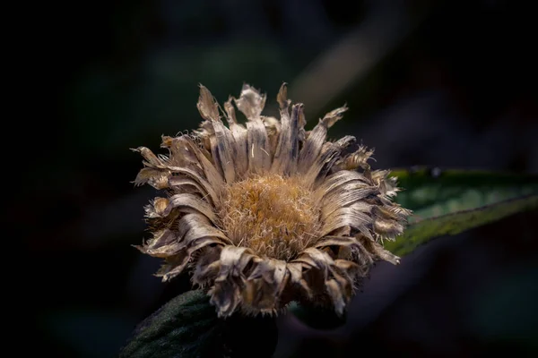 枯れてしまった花のクローズアップ — ストック写真