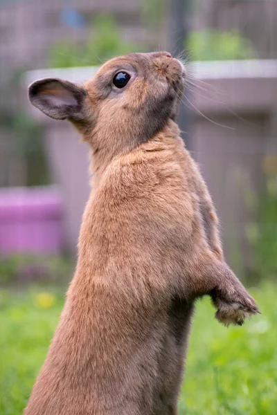 Une Mise Point Sélective Lapin Mignon — Photo