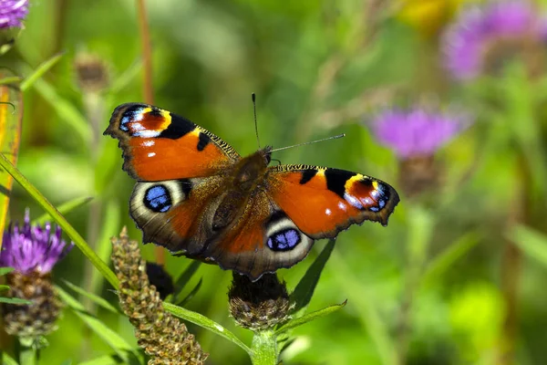 Primer Plano Una Hermosa Mariposa Del Pavo Real Una Flor — Foto de Stock