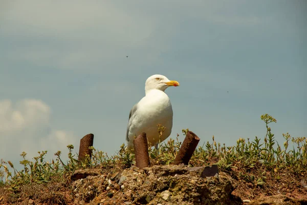 Een Selectieve Focusopname Van Een Meeuw Onder Het Zonlicht — Stockfoto