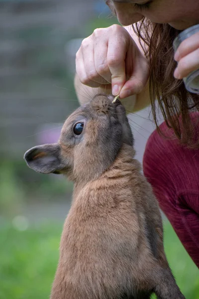 Eine Selektive Fokusaufnahme Eines Weibchens Beim Füttern Eines Niedlichen Hasen — Stockfoto