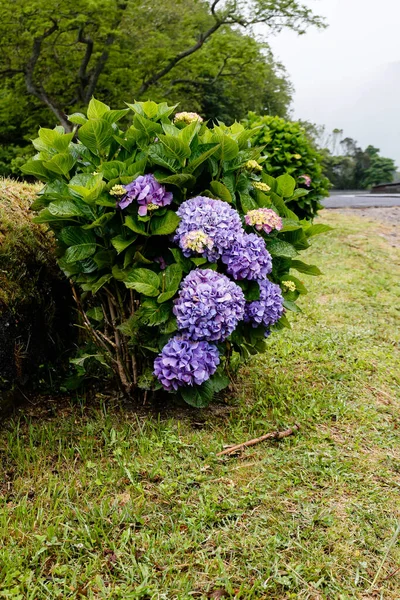 Plan Vertical Arbuste Fleurs Hortensia — Photo