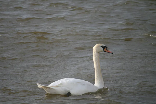 Белый Лебедь Плавает Воде — стоковое фото