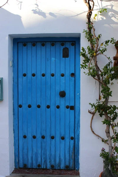 Vertical Shot Tall Plant Growing Blue Wooden Door — Stock Photo, Image