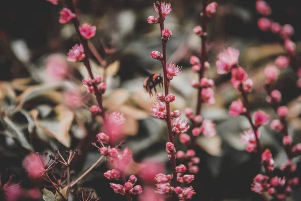 Beau Cliché Une Fleur Fleurs Avec Une Abeille Recueillant Pollen — Photo