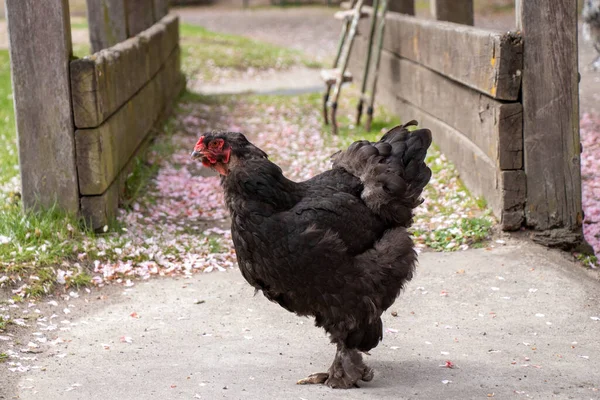 Sebuah Tembakan Jarak Dekat Dari Ayam Hitam Dengan Pagar Kayu — Stok Foto