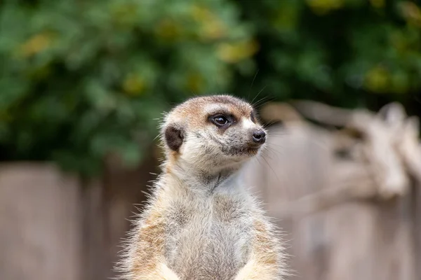 Retrato Close Meerkat Bonito Olhando Redor Zoológico — Fotografia de Stock