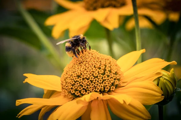 Sarı Bir Çiçeğin Üzerindeki Arıyı Yakından Çek — Stok fotoğraf