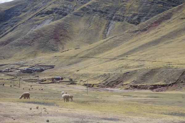 Des Lamas Sauvages Sur Les Andes Péruviennes — Photo