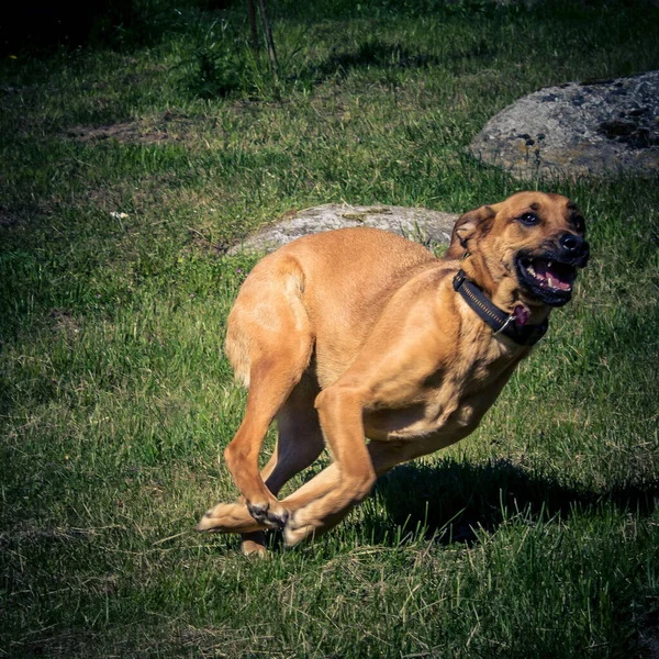 Ένα Κοντινό Πλάνο Ενός Ευτυχισμένου Σκύλου Μπόερμποελ Που Τρέχει Ένα — Φωτογραφία Αρχείου