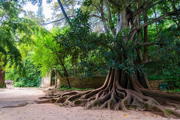 Uma Árvore Com Suas Raízes Longas Chão — Fotografia de Stock