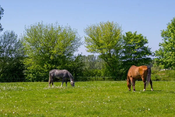 Dwa Konie Pasące Się Łące Słoneczny Letni Dzień — Zdjęcie stockowe