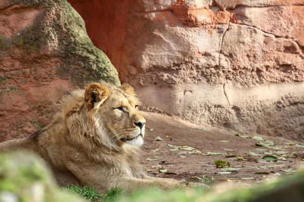 在岩石边休息的狮子的美丽镜头 — 图库照片