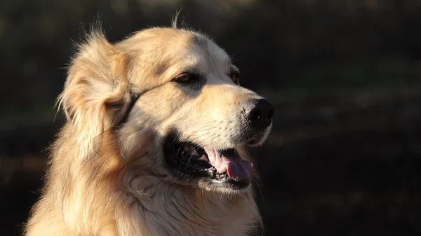 Retrato Adorável Cão Montanha Dos Pirenéus Sob Luz Sol Com — Fotografia de Stock