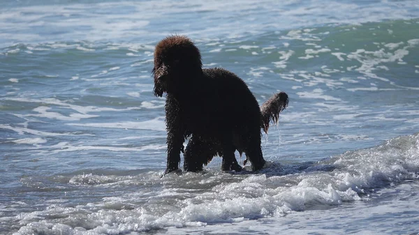 Barboncino Che Defeca Nell Oceano Problema Con Spiagge Dei Cani — Foto Stock