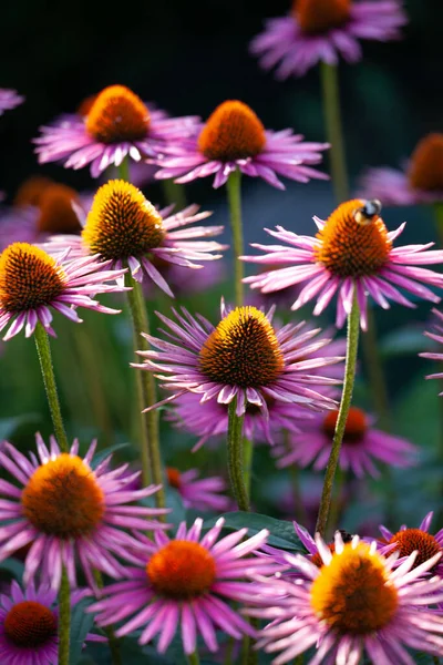 Tiro Foco Raso Belos Coneflower Roxo — Fotografia de Stock