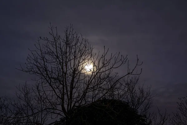 Tiro Ángulo Bajo Hermosas Siluetas Árboles Bajo Luz Luna —  Fotos de Stock