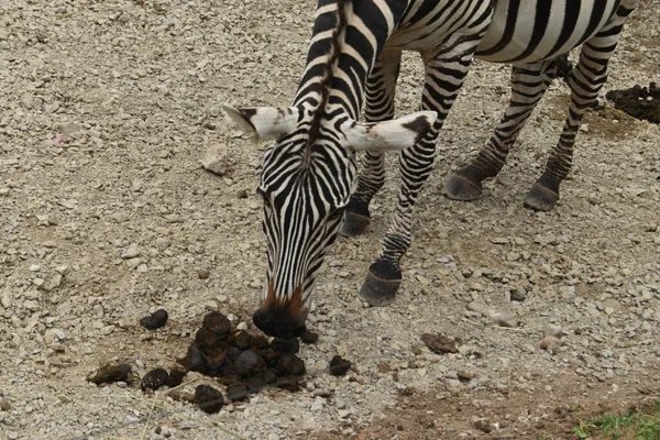 Tiro Perto Uma Zebra — Fotografia de Stock
