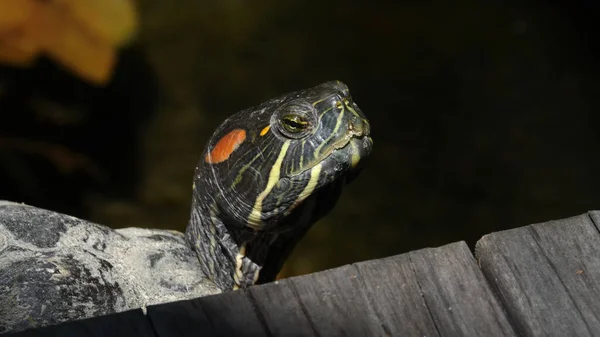 Крупный План Красноухой Черепахи Ползунки Валяющейся Пруда — стоковое фото
