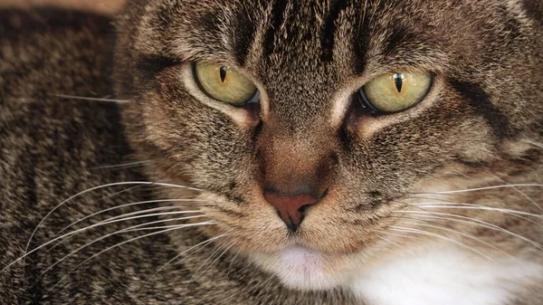 Портрет Красивої Кішки Таббі Жовтими Очима — стокове фото