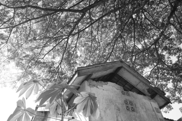 木々の下に破壊された放棄された建物の低角度のグレースケールショット — ストック写真