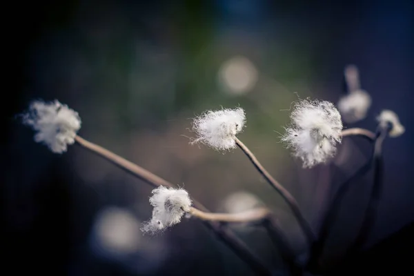 Closeup Flori Uscate Uscate Într Grădină Toamnă — Fotografie, imagine de stoc