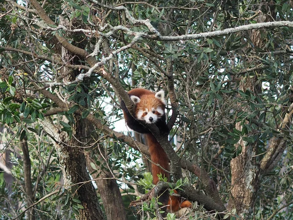 Roztomilá Červená Panda Větvi Stromu — Stock fotografie