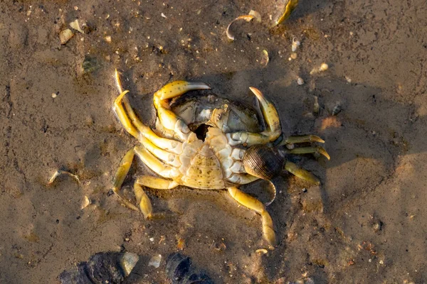 Eine Aufnahme Einer Kleinen Krabbe Die Auf Dem Nassen Boden — Stockfoto