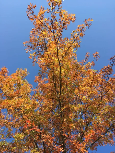 青い空の下の秋の木の垂直ショット — ストック写真