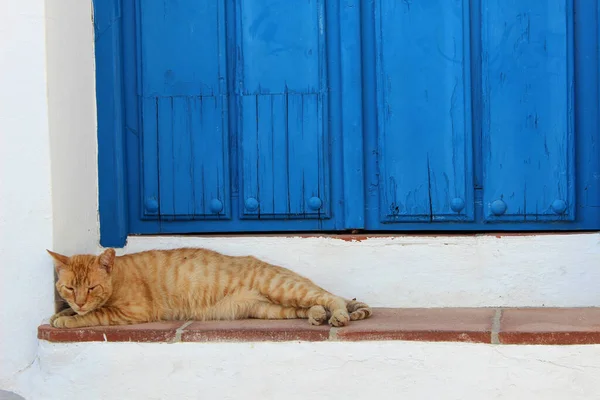 Simpatico Gatto Zenzero Sdraiato Sotto Una Porta Legno Blu — Foto Stock