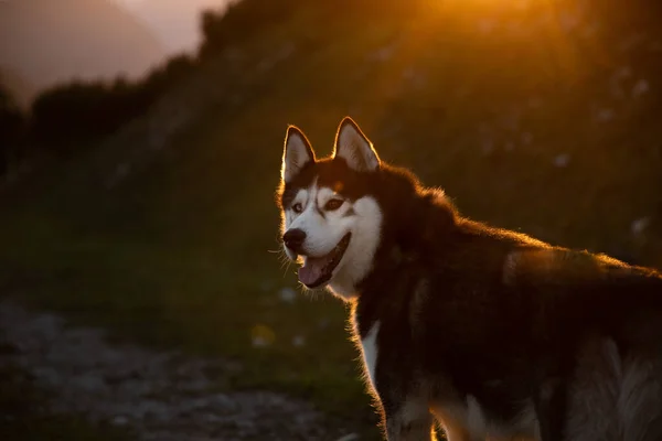 Osamělý Sakhalin Husky Procházka Horách Při Západu Slunce Rakousku Tauplitz — Stock fotografie