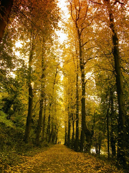 Une Vue Imprenable Sur Sentier Couvert Feuilles Tombées Entouré Arbres — Photo