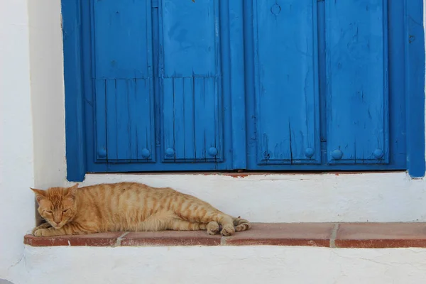 Primer Plano Gato Adorable Estirado Durmiendo Cerca Una Puerta Madera — Foto de Stock