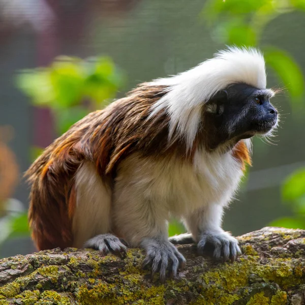 Zbliżenie Ujęcie Małej Małpy Czarną Twarzą Białym Futrem Siedzącej Gałęzi — Zdjęcie stockowe