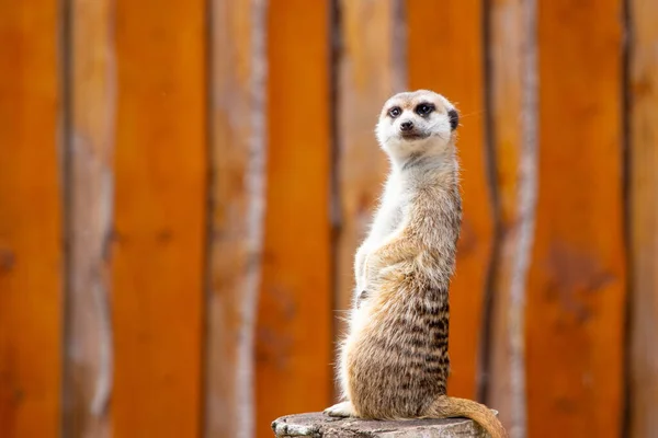 Closeup Shot Mongoose Looking Ahead Brown Woods Background — Stock Photo, Image