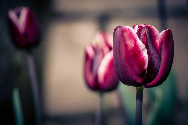 Eine Nahaufnahme Von Schönen Tulpen Einem Garten — Stockfoto